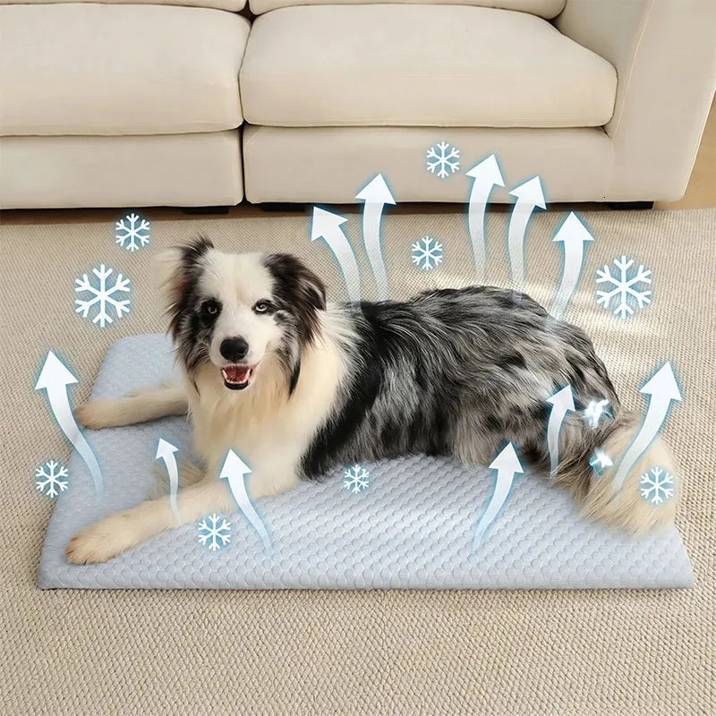 THE THE PET PULSE STANDARD