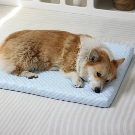 THE PET PULSE brings clarity to pet supplies